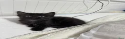 Mixed Breed cats for sale: 2 beautiful long haired female kittens in Swindon - Advert 4