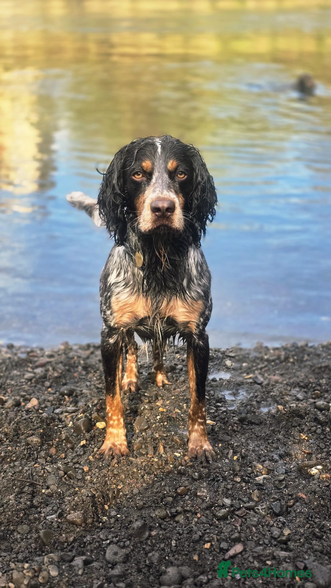 Cocker Spaniel dogs REDUCED KC CHAMPION COCKER SPANIEL PUPPIES - Advert 1