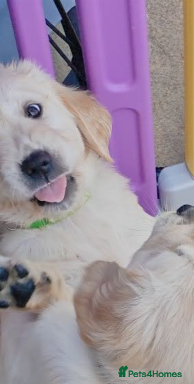 Golden Retriever dogs READY TO RESERVE  - Advert 2