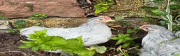 Chickens poultry for sale: Lavender partridge Bantam Brahma & pekin cockerels - Advert 4