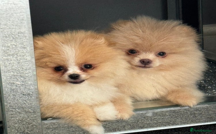 Pomeranian dogs for sale - Advert 1