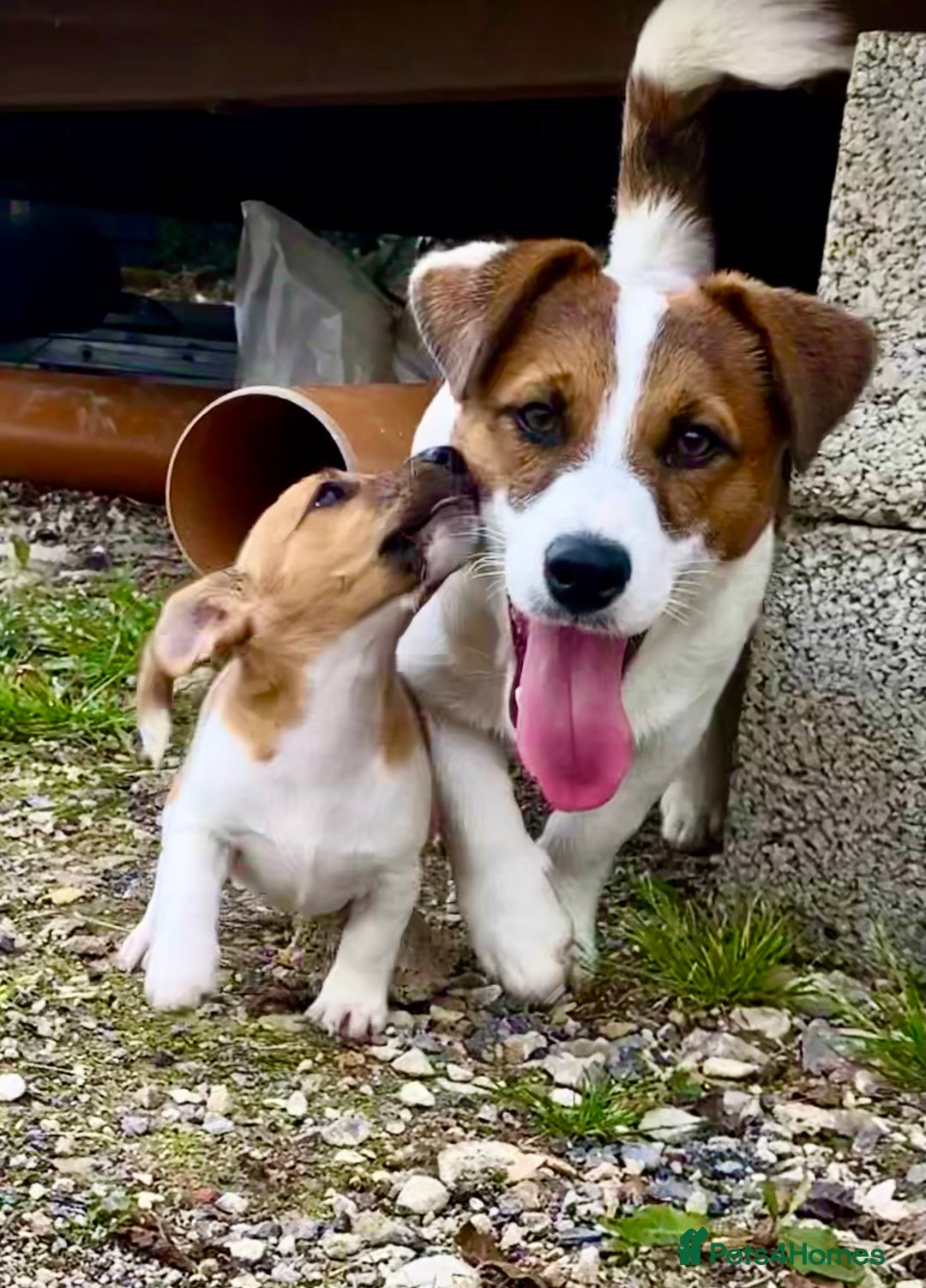 Jack Russell dogs for sale: Superb KC Reg’d Jack Russell Terrier DNA CLEAR - Advert 2