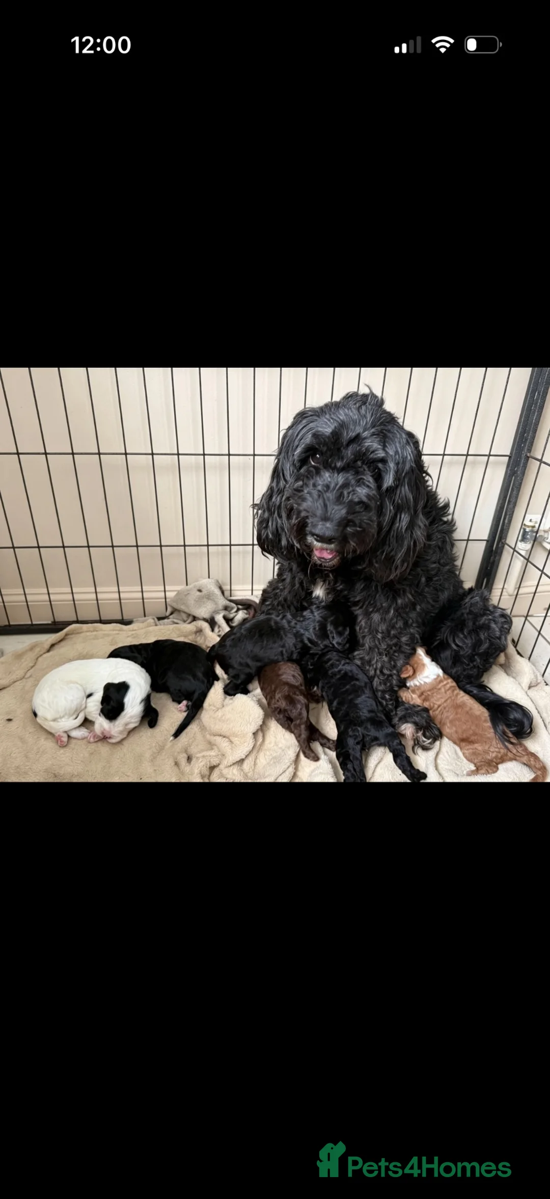 Cockapoo dogs for sale: Beautiful Cockapoo Puppies – Boys & Girls  - Advert 1
