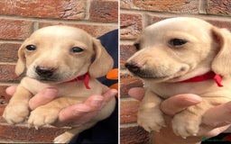 Miniature Dachshund dogs for sale: Quality Miniature Dachshund - Smooth Creams - Image 6