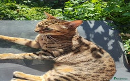 Bengal cats for sale: 🐆 Stunning TICA Registered Bengals Available 🐾 - Image 11