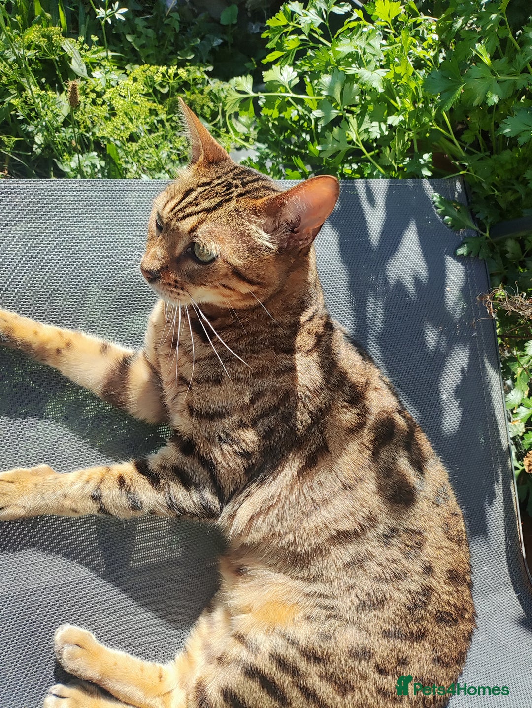 Bengal cats for sale: 🐆 Stunning TICA Registered Bengals Available 🐾 - Image 11