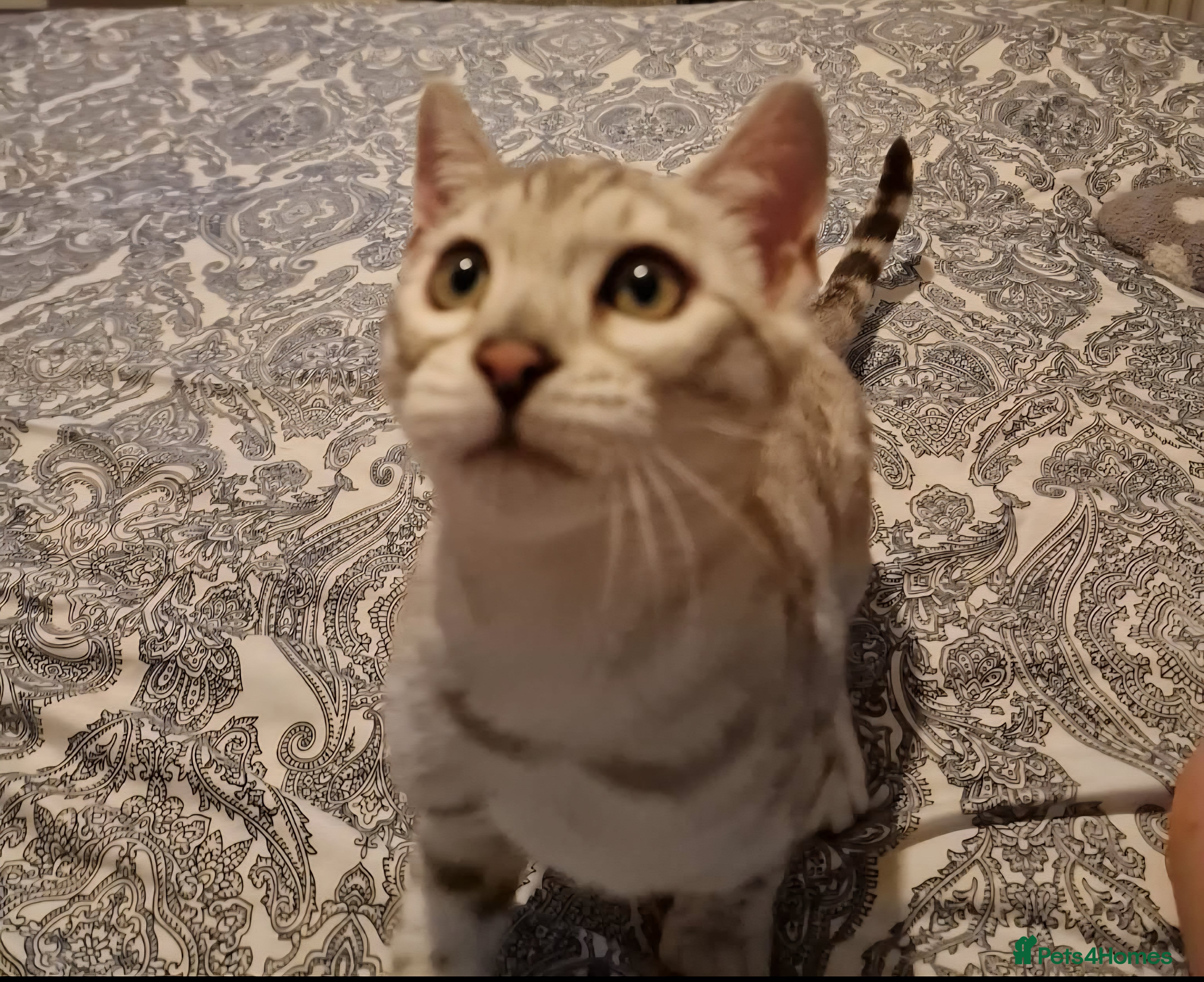 Bengal cats Ready Now Tica Champion Kittens  - Advert 17