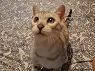 Bengal cats Ready Now Tica Champion Kittens - Advert 17