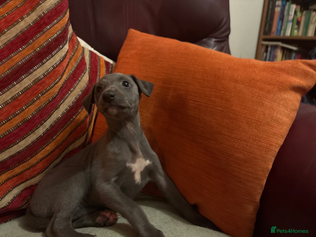 Whippet dogs for sale: Beautiful KC Whippet puppies  - Image 7