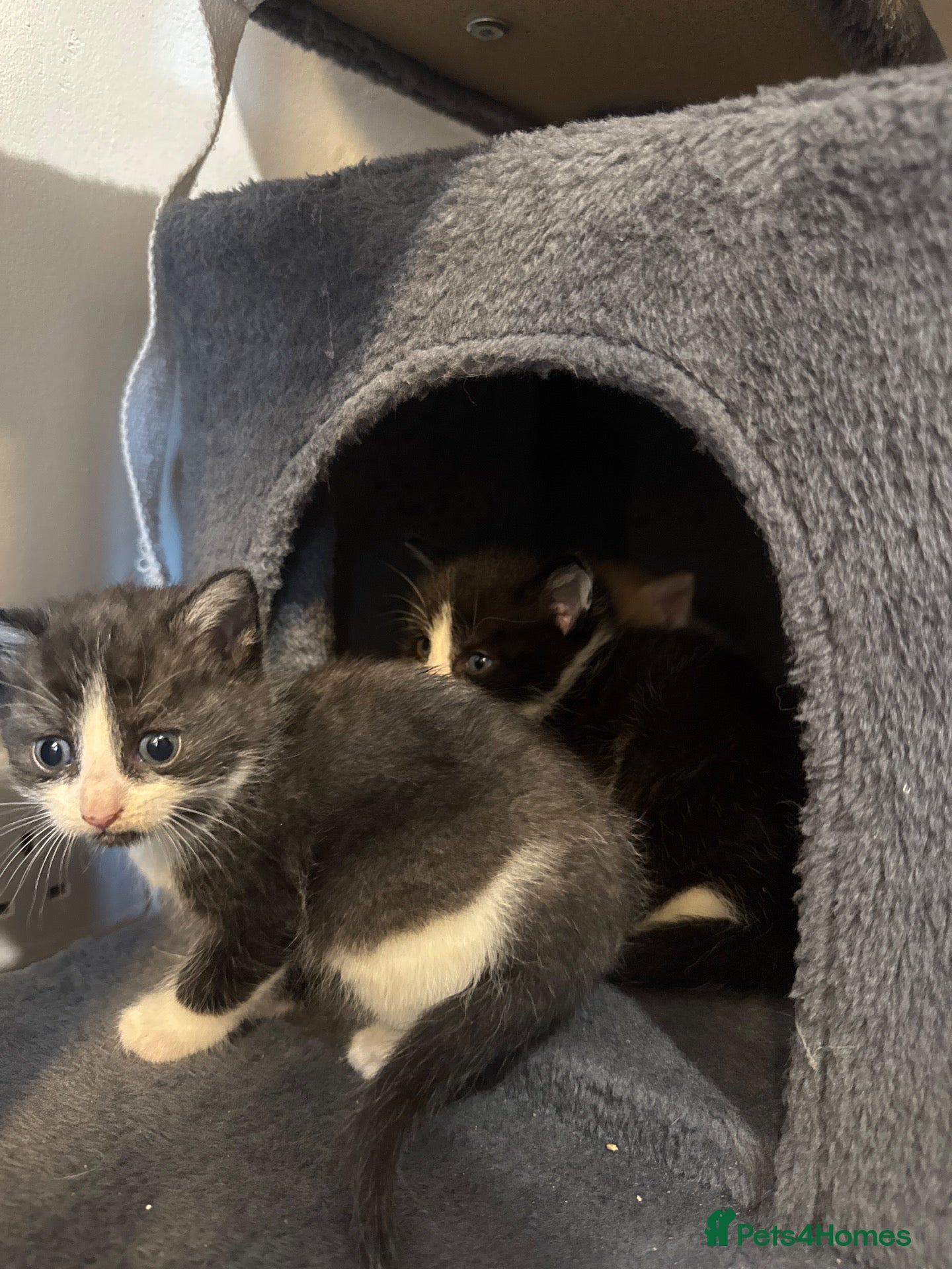 Mixed Breed cats 4 beautiful kittens ready in 4 weeks  - Advert 11