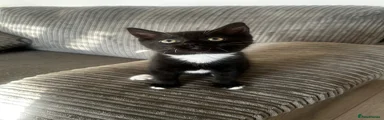 Mixed Breed Kitten 2