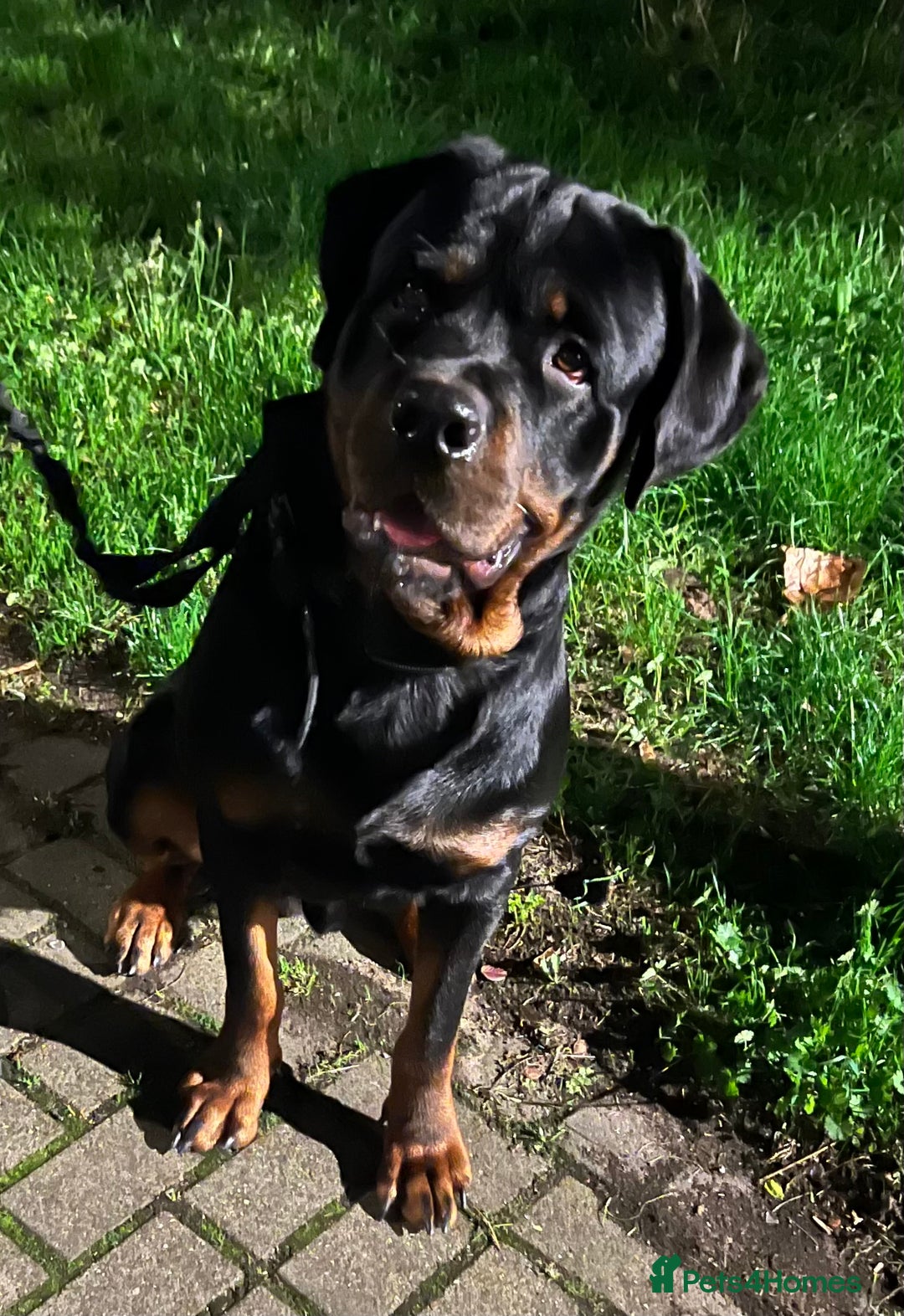 Rottweiler dogs for sale: Pablo, The amazing Rottweiler  - Advert 1