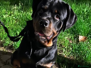Rottweiler dogs Pablo, The amazing Rottweiler - Advert 1