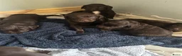 Springador dogs for sale: Beautiful Lab x springer spaniel puppies  - Advert 12