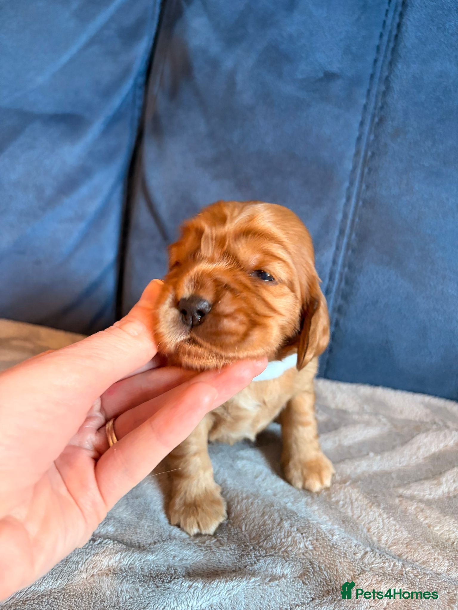Cocker Spaniel dogs litter of 6 show cocker spaniel puppies  - Advert 1