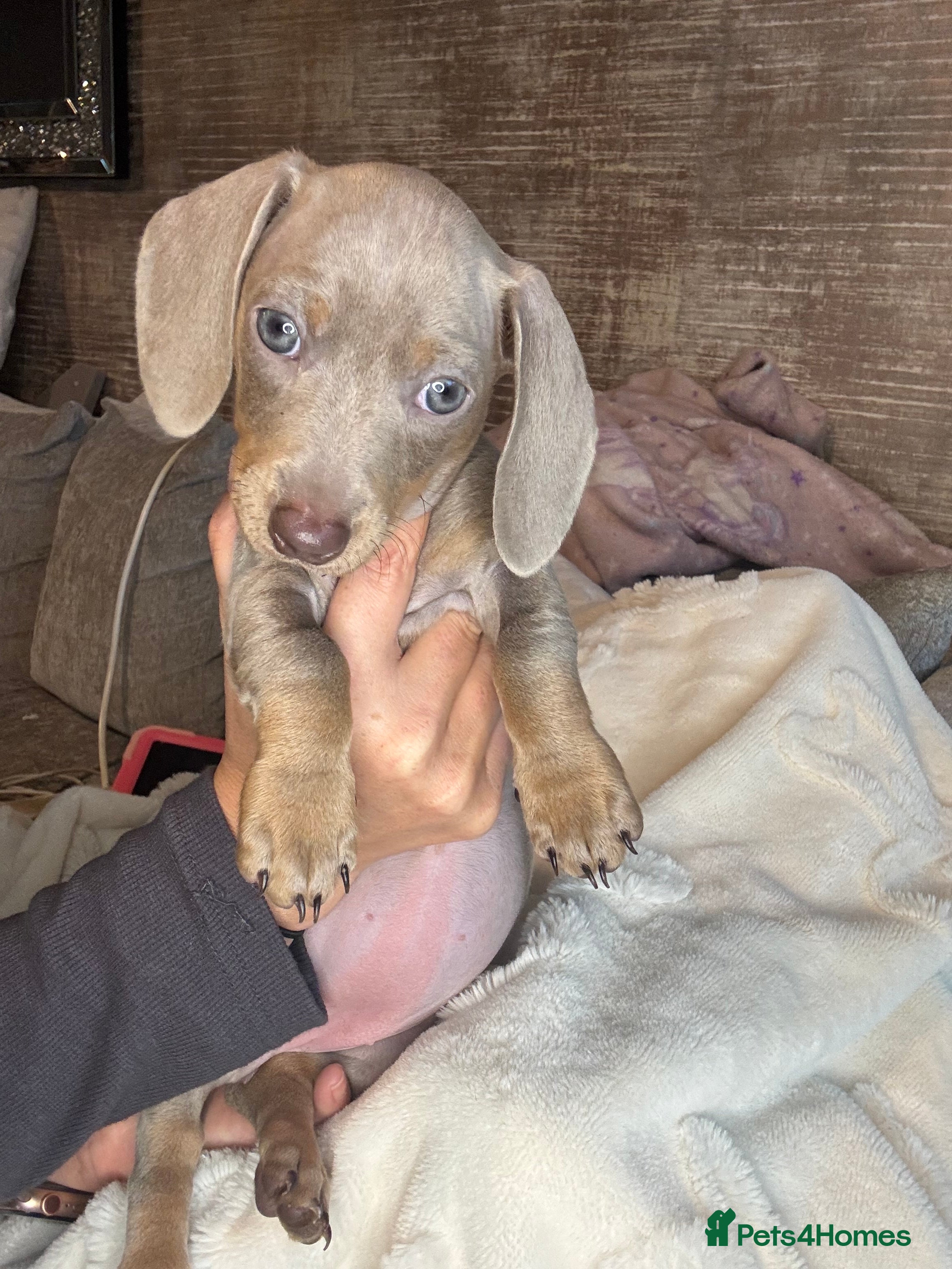 Miniature Dachshund dogs Miniature dachshund puppies  - Advert 1