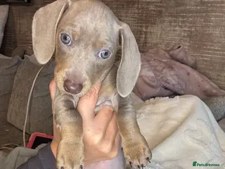 Miniature Dachshund dogs Miniature dachshund puppies - Advert 8