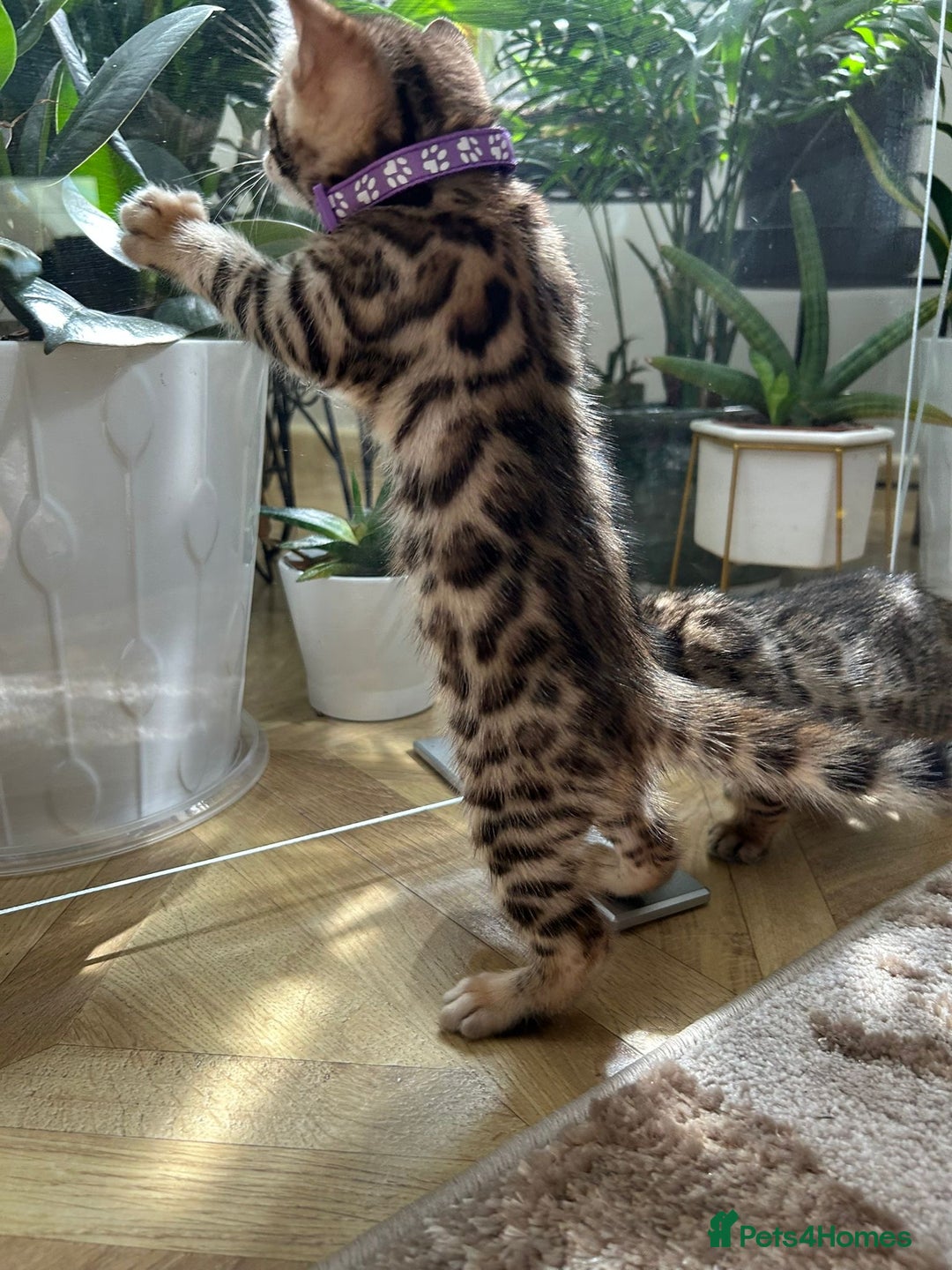 Bengal cats for sale: ❤️ Gorgeous Pure Bengal Kittens Available ❤️ - Image 23