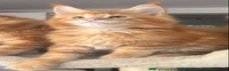 Maine Coon cats for sale: Ready Now TICA Registered Male Maine Coon Kitten - Advert 6