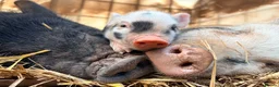 Pig livestock for sale: 1 x kunekune x boar and 3 kunekune x male piglets in Abergavenny - Advert 8
