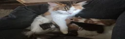 Mixed Breed cats for sale: Beautiful mix of long and short hair kittens  - Advert 11