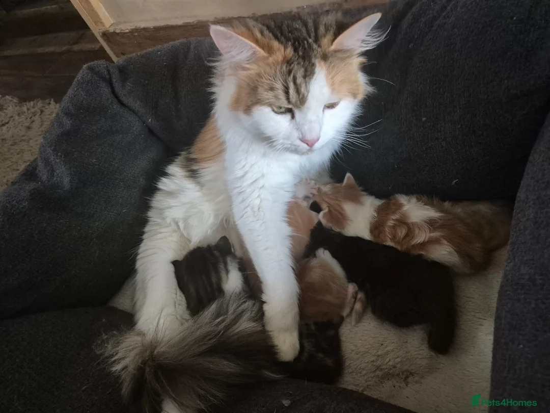 Mixed Breed cats for sale: Beautiful mix of long and short hair kittens  - Advert 11