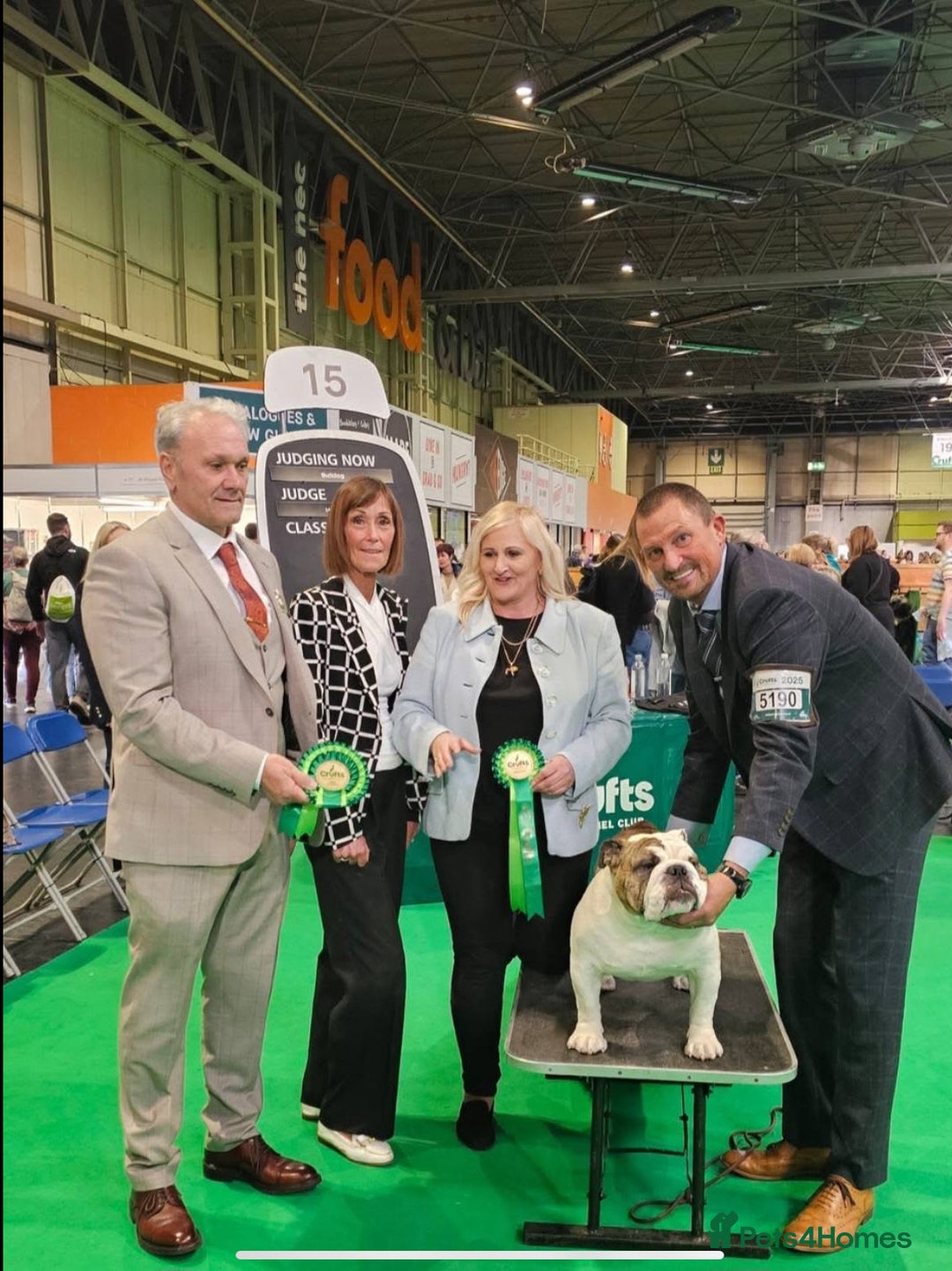 English Bulldog dogs for sale: Champion sired female bulldog for sale  - Image 11