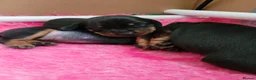 Miniature Dachshund dogs for sale: 3 Stunning Black/Tan Mini Dachshund Girls - Advert 13