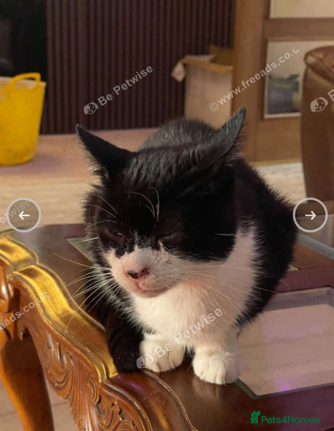 Mixed Breed cats for sale: X2 male cats Batman & Blacky - Image 3