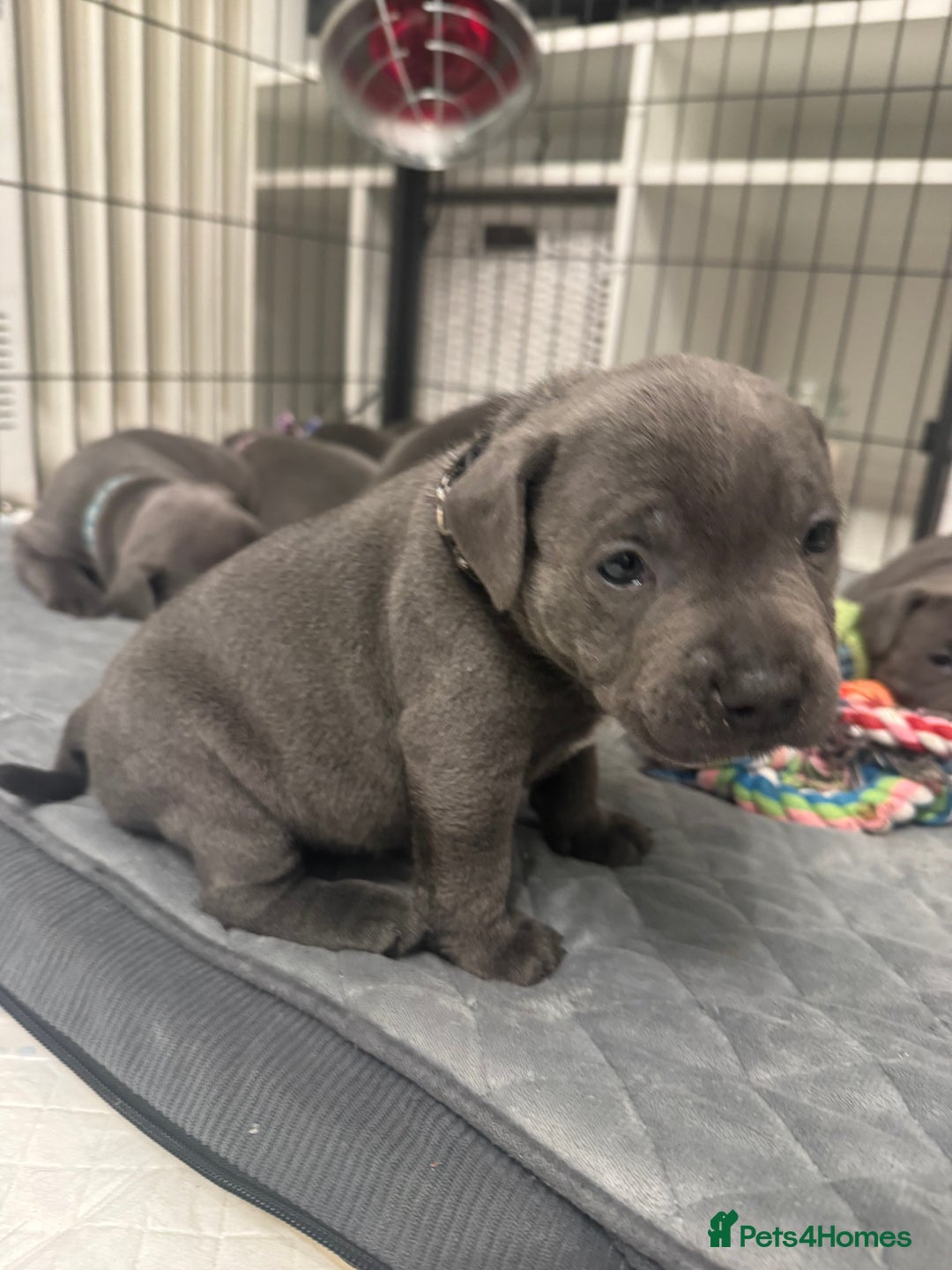 Staffordshire Bull Terrier dogs for sale: STUNNING KC REGISTERED BLUE STAFFY PUPS - Advert 15