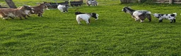 Goats livestock for sale: PYGMY GOAT AND NIGERIAN WETHERS in Accrington - Advert 3