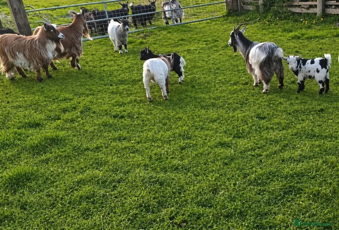 Goats livestock for sale: PYGMY GOAT AND NIGERIAN WETHERS in Accrington - Advert 3