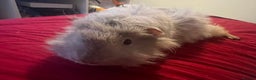 Guinea Pig rodents for sale: Female guinea pigs  - Advert 3