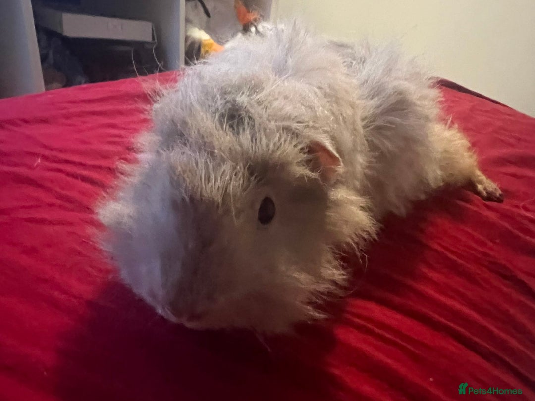 Guinea Pig rodents for sale: Female guinea pigs  - Advert 3