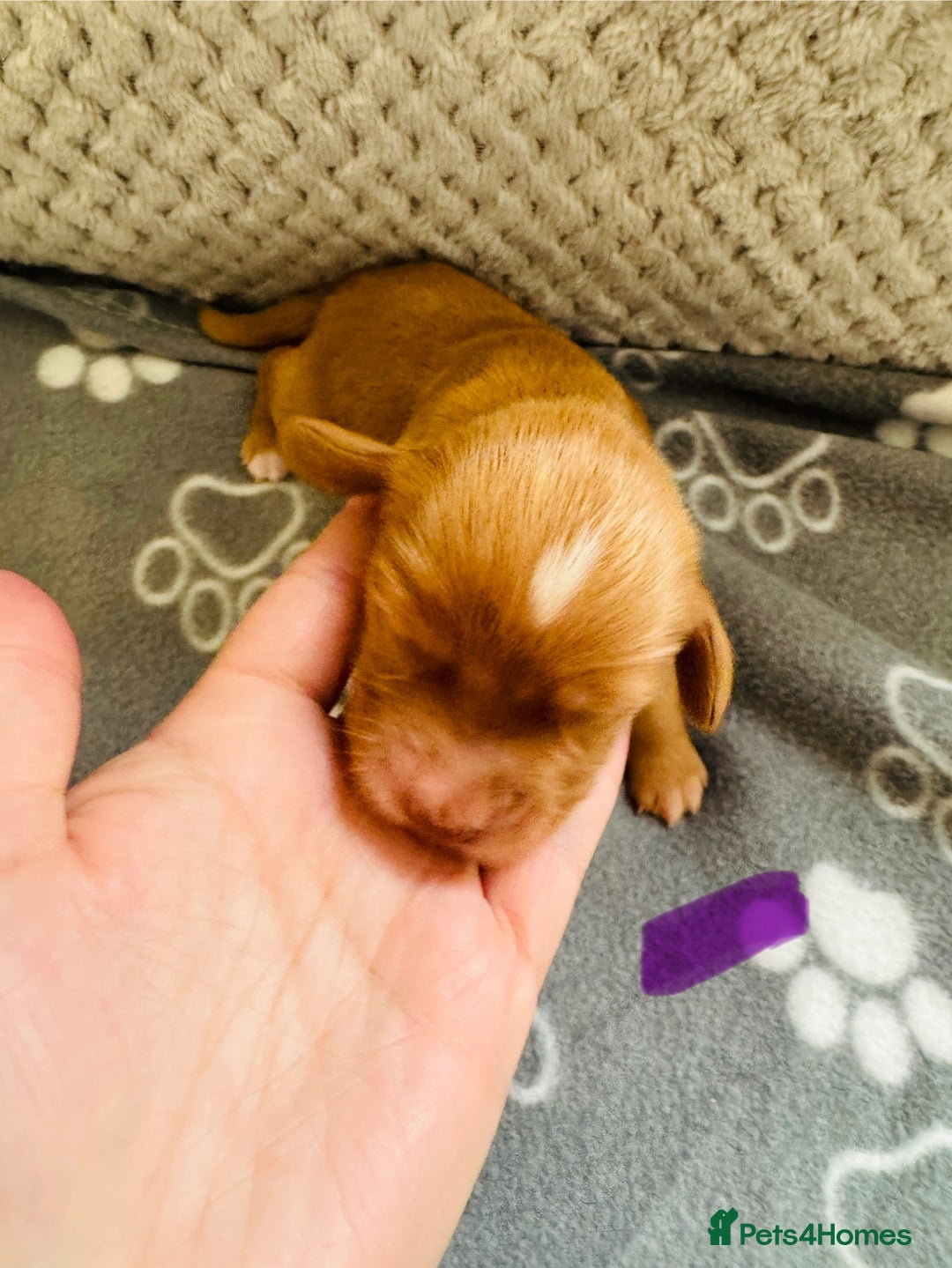 Cocker Spaniel dogs for sale: Red Cocker Spaniel Puppies - Image 26