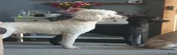 Standard Poodle dogs for sale: Standard poodle puppy's kc reg - Advert 4