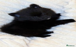 Pomeranian dogs for sale: 🐾 KC Registered Pomeranian Puppies 🐾 - Image 11