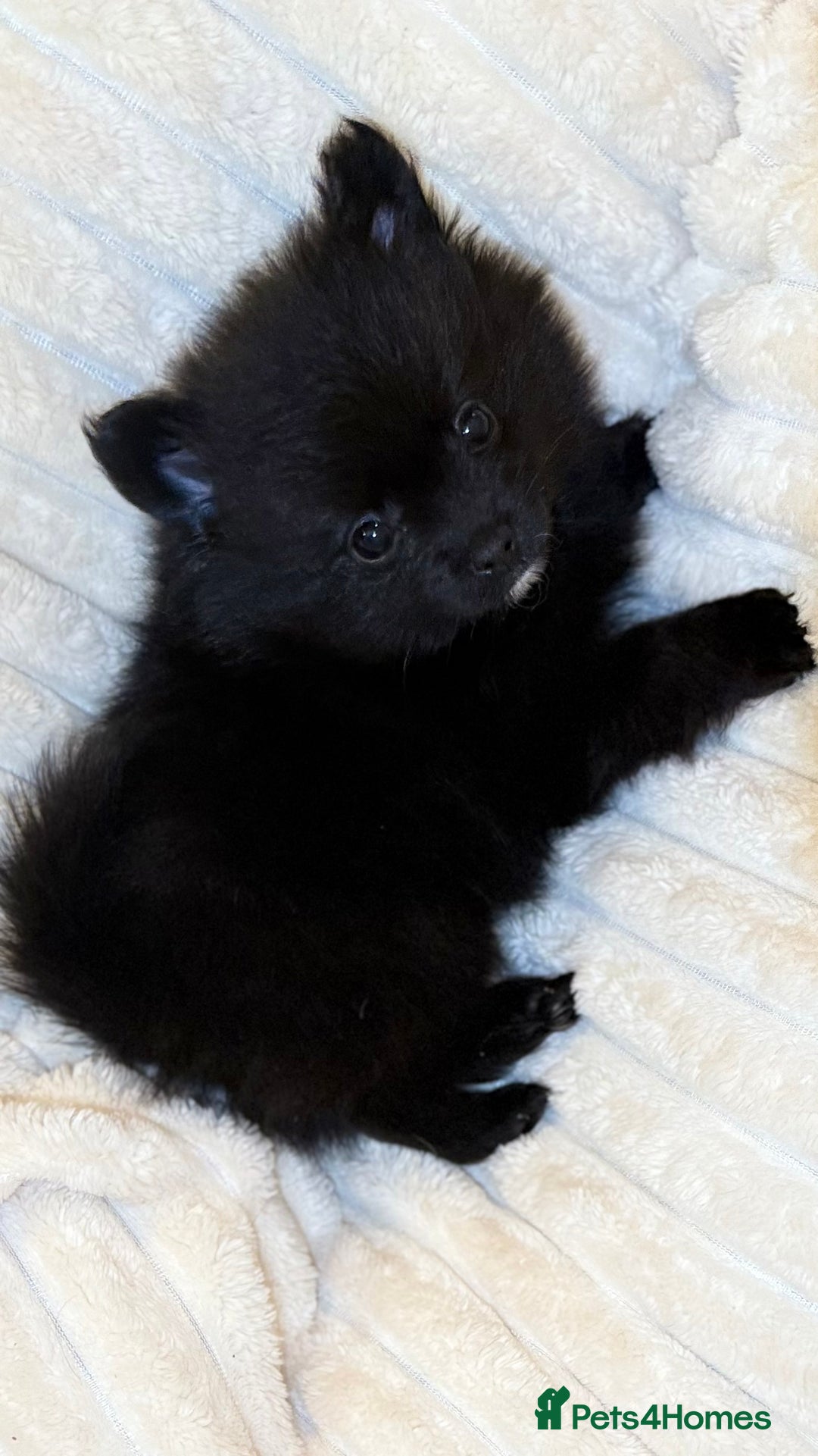 Pomeranian dogs for sale: 🐾 KC Registered Pomeranian Puppies 🐾 - Image 11