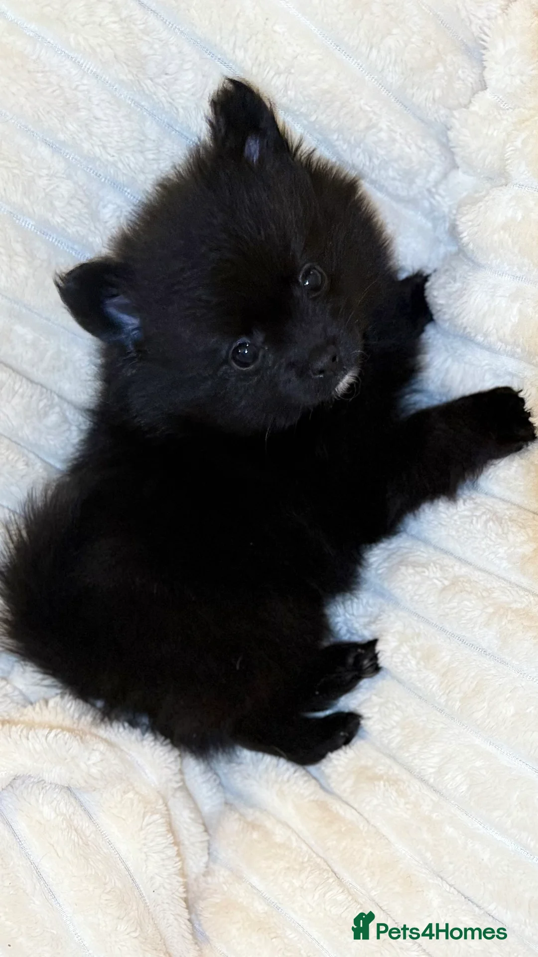 Pomeranian dogs for sale: 🐾 100% Pomeranian Puppies 🐾 - Advert 11