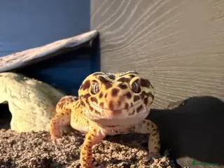Gecko reptiles Stunning leopard geckos - Advert 1