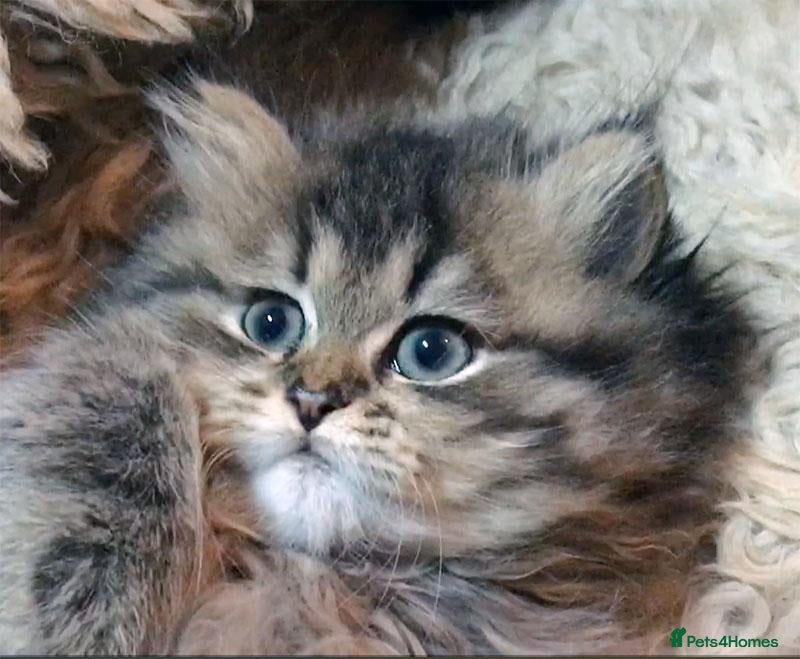 Persian cats Lovely persian kittens - Advert 7