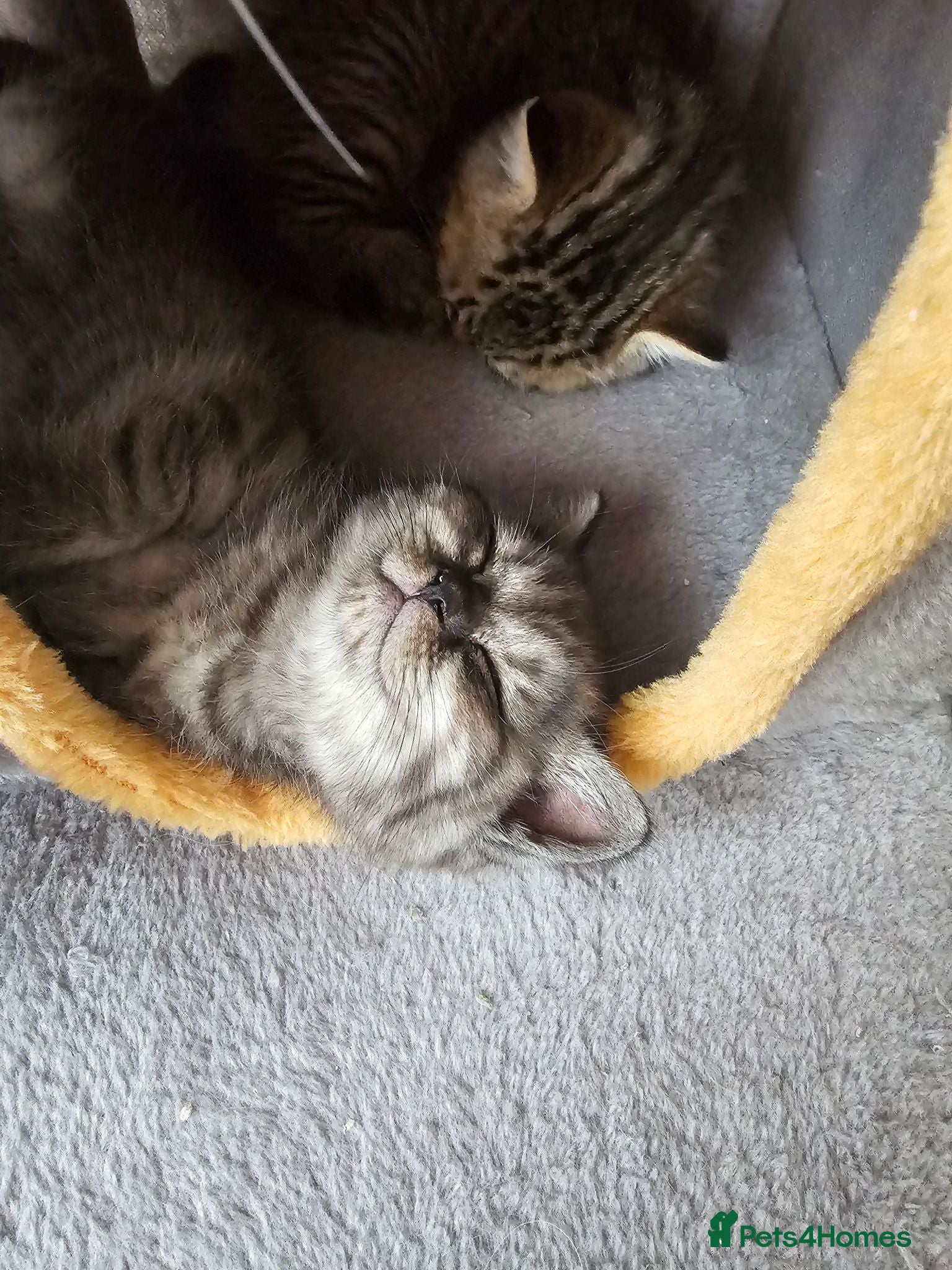 British Shorthair cats Stunning & Unique Kittens for Sale in Buckingham - Advert 2