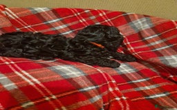 Shihpoo dogs for sale: 6 Georgeous Shipoo Teddy pups - Image 11