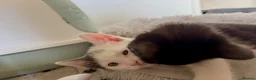 Mixed Breed cats for sale:  Beautiful Black & White Kittens Looking for home in Manchester - Advert 15