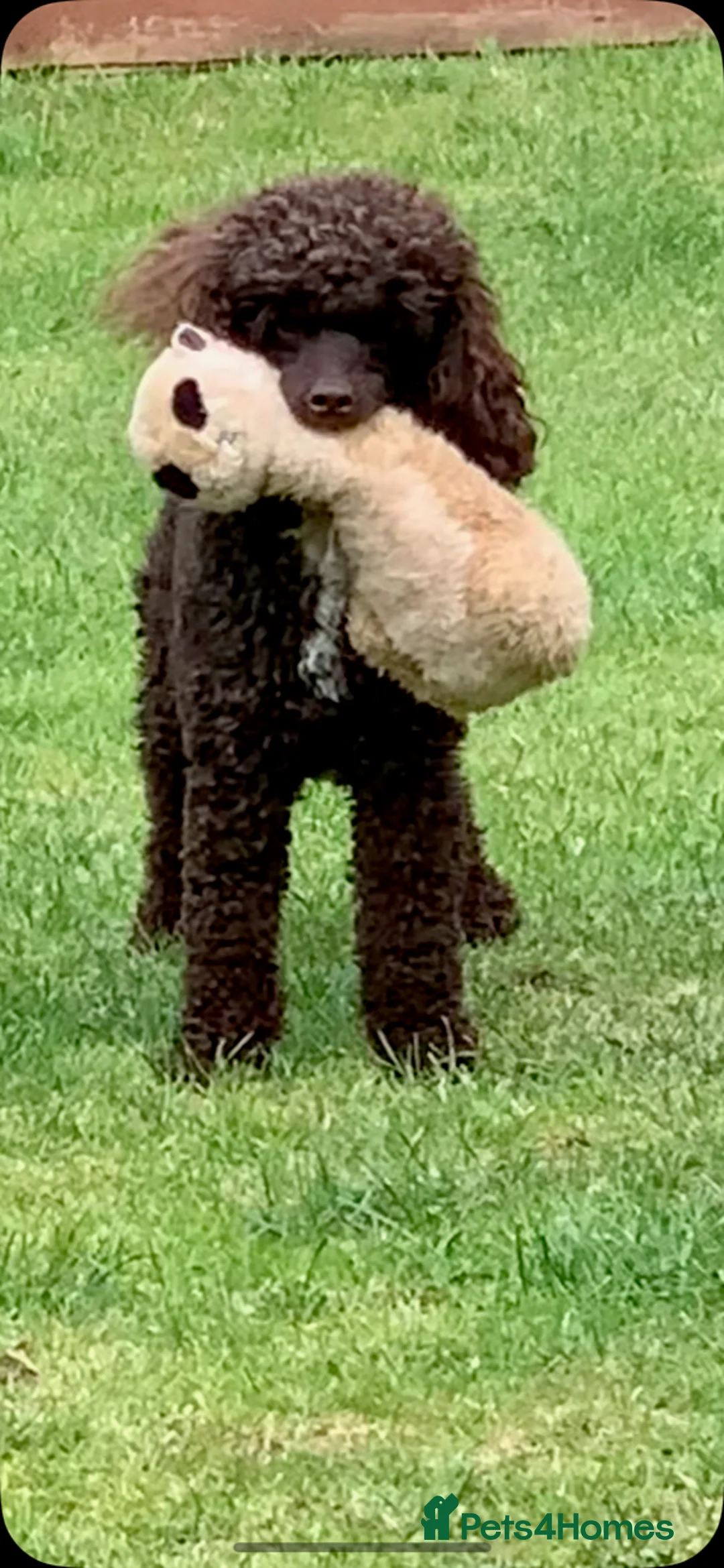 Miniature Poodle dogs for stud: Miniture Poodle for stud - SHORT NOTICE AVAILABLE in Coalville - Advert 8