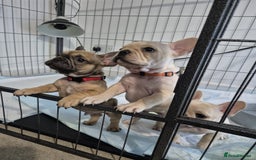French Bulldog dogs for sale: Gorgeous French bulldog puppies Just 1 girl left!  - Advert 3