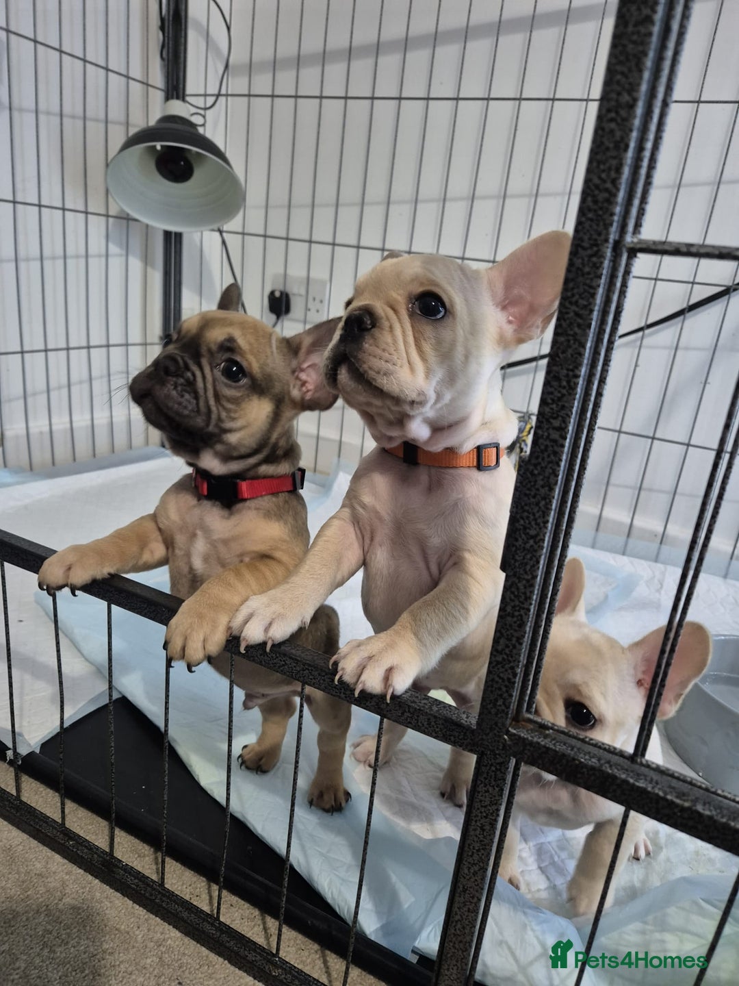 French Bulldog dogs for sale: Gorgeous French bulldog puppies Just 1 girl left!  - Advert 3