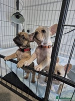 French Bulldog dogs - Advert 8