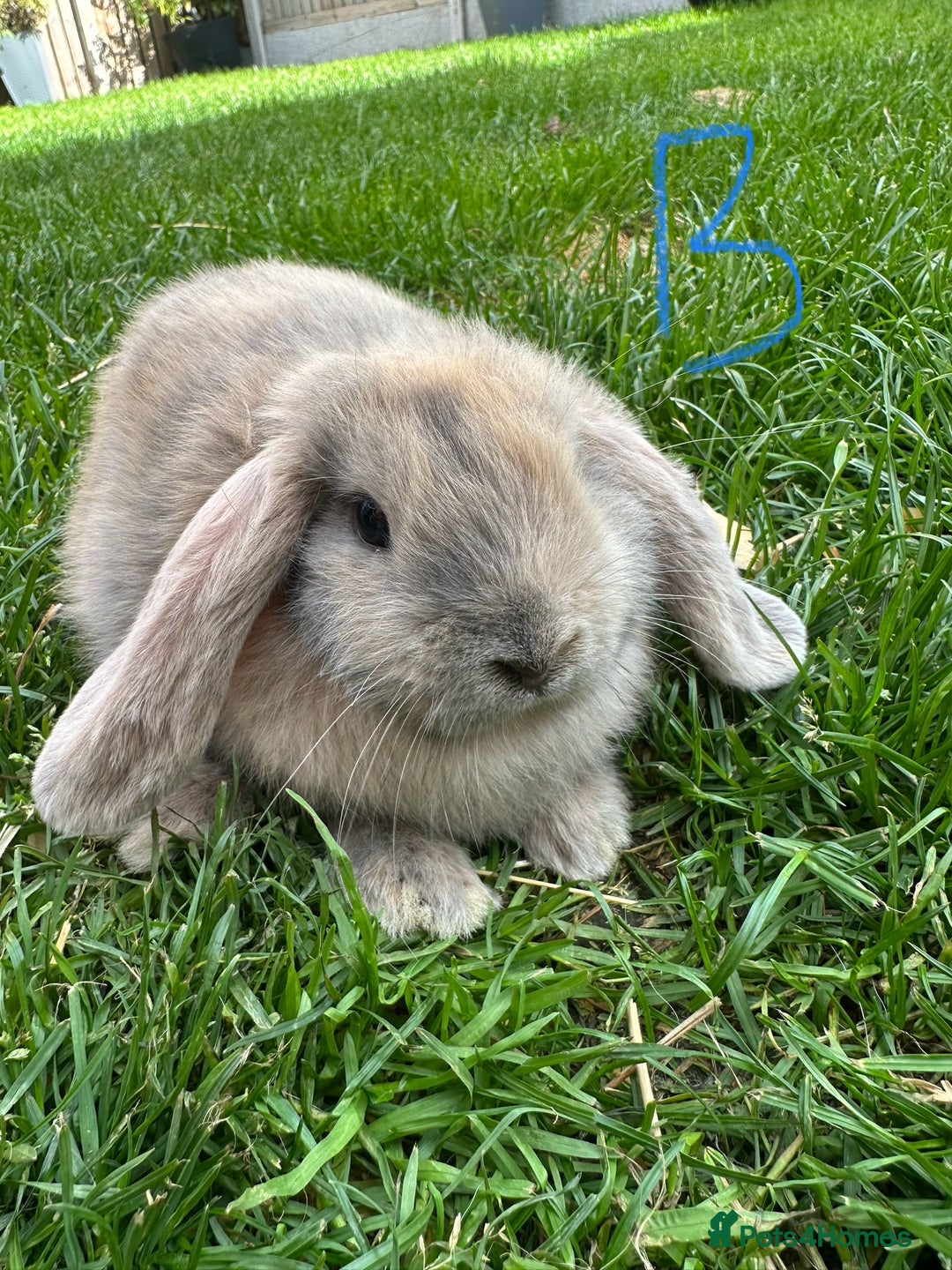 Mini Lop rabbits for sale: Mini Lop Male and Female Rabbits For Sale  - Image 37