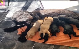 Labradoodle dogs for sale: Beautiful little Girl - Image 5